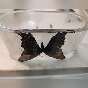 Planter with real butterfly (glows in the dark)